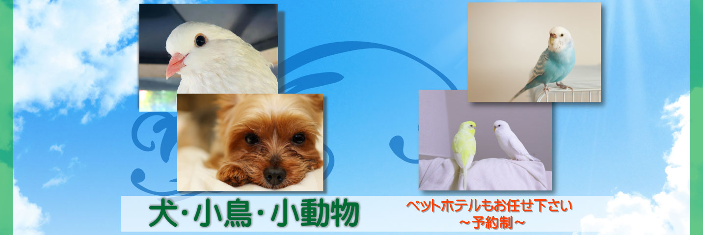 暖かな接客と心を込めたお料理でおもてなしさせて頂きます。素泊まり4,000円、1泊2食付6,000円より